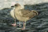 juvenile LBBG in September, ringed in Belgium. (81095 bytes)