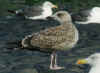 juvenile LBBG in September, ringed in Belgium. (77792 bytes)