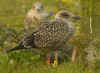 1cy LBBG Dutch intergrade in August, ringed in the Netherlands. (113273 bytes)
