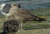 juvenile LBBG in September, ringed in Belgium. (88248 bytes)