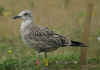 1cy LBBG Dutch intergrade in August, ringed in the Netherlands. (88809 bytes)