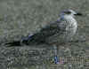 juvenile LBBG in September, ringed in Belgium.