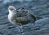 juvenile LBBG in September, ringed in Belgium.