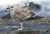 juvenile LBBG in September, ringed in Belgium.