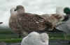 juvenile LBBG in September, ringed in Belgium. (74292 bytes)