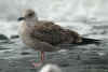 juvenile LBBG in September, ringed in Belgium. (72883 bytes)