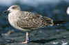 juvenile LBBG in September, ringed in Belgium.
