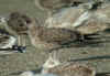 juvenile LBBG in September, ringed in Norway. (110895 bytes)