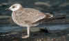 juvenile LBBG in October, ringed in Belgium. (116049 bytes)