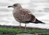 juvenile LBBG in October, ringed in Belgium. (119757 bytes)