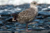 1cy LBBG, ringed in Belgium. (101631 bytes)