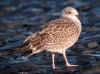 juvenile LBBG in October, ringed on Helgoland. (145540 bytes)