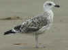 LBBG intermedius 2cy in September, ringed in Helgoland - Germany. (105903 bytes)