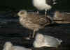juvenile LBBG in September, ringed in Denmark. (103609 bytes)