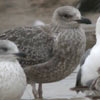juvenile LBBG in October, ringed in Norway. (131273 bytes)