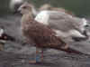juvenile LBBG in October, ringed in Norway. (131273 bytes)