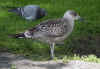 juvenile LBBG, ringed in the Netherlands. (169887 bytes)