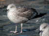 juvenile LBBG in October, ringed in the Netherlands. (131935 bytes)