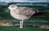 juvenile LBBG in October, ringed in the Netherlands. (132022 bytes)