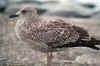 juvenile LBBG in October, ringed in the Netherlands. (111218 bytes)
