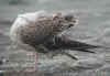 juvenile LBBG in September, ringed in the Netherlands. (96331 bytes)