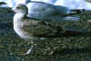juvenile LBBG, ringed in the Netherlands.