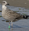6835e163.jpg (110721 bytes)