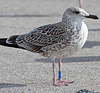 juvenile LBBG in October, ringed in Norway. (131273 bytes)