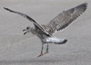 1cy argenteus in August, ringed in Belgium. (90559 bytes)