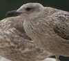 juvenile LBBG in October, ringed in the Netherlands. (111218 bytes)