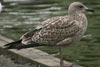 juvenile LBBG in October, ringed in the Netherlands. (111218 bytes)