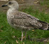 juvenile LBBG in October, ringed in the Netherlands. (111218 bytes)