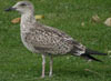 juvenile LBBG in October, ringed in the Netherlands. (111218 bytes)