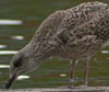 juvenile LBBG in October, ringed in the Netherlands. (111218 bytes)