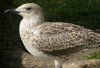 juvenile LBBG in October, ringed in the Netherlands. (111218 bytes)