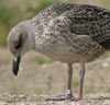 juvenile LBBG in October, ringed in the Netherlands. (111218 bytes)
