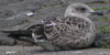 juvenile LBBG in October, ringed in the Netherlands. (111218 bytes)