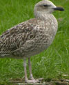 juvenile LBBG in October, ringed in the Netherlands. (111218 bytes)