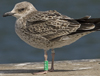 1cy argenteus in August, ringed in Belgium. (90559 bytes)