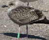 1cy argenteus in August, ringed in Belgium. (90559 bytes)