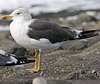 adult LBBG intermedius in September, ringed in Norway. (95609 bytes)