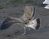 juvenile LBBG, ringed in the Netherlands.
