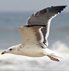 7377.jpg (80698 bytes)