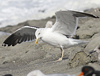 adult LBBG intermedius in September, ringed in Norway. (95609 bytes)