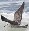 juvenile LBBG, ringed in the Netherlands.