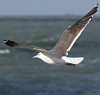 adult LBBG intermedius in September, ringed in Norway. (95609 bytes)