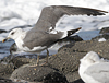 adult LBBG intermedius in September, ringed in Norway. (95609 bytes)