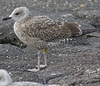 juvenile LBBG, ringed in the Netherlands.