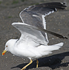 adult LBBG intermedius in September, ringed in Norway. (95609 bytes)