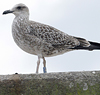 juvenile LBBG in September, ringed in Norway. (73485 bytes)